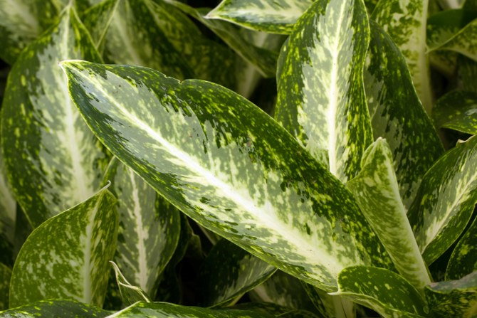 growing Chinese evergreen