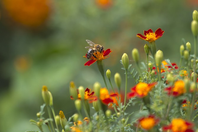 attract bees to your garden