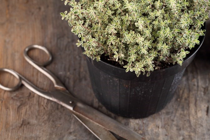 growing thyme in pots