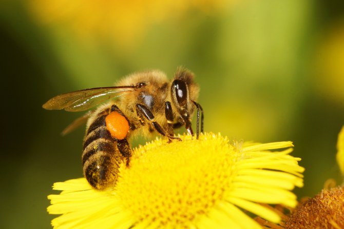 bee species