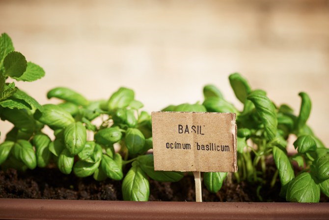 growing basil indoors