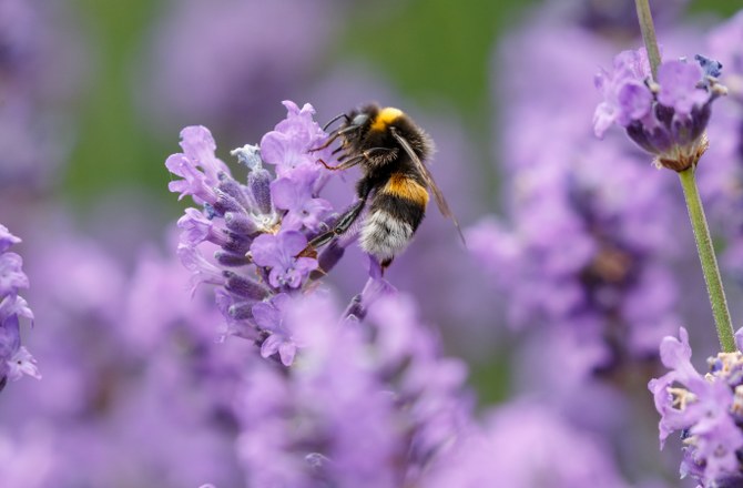 bumblebee gathering nectar