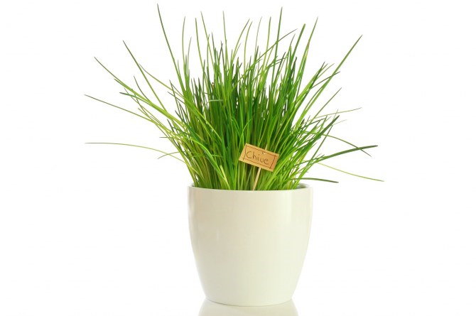 chives in ceramic pot