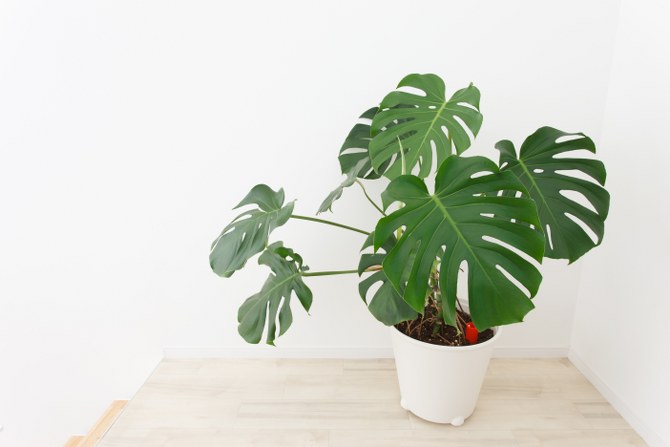 Monstera garden care