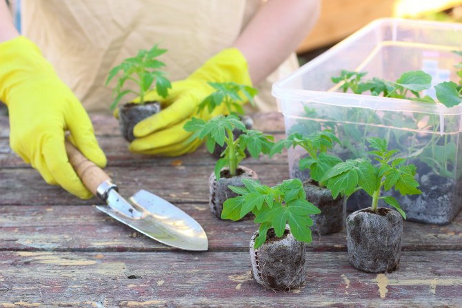 planting tomatoes