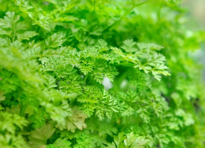 growing chervil