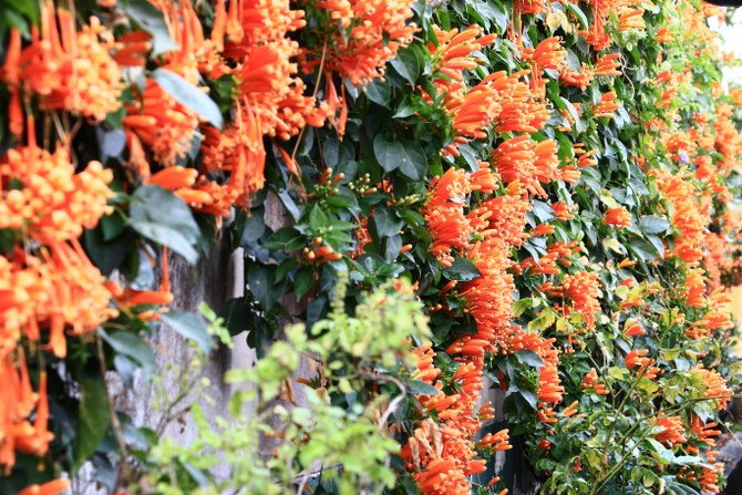 growing flowering plants