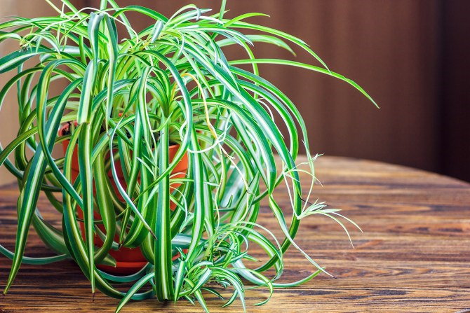 spider plant care