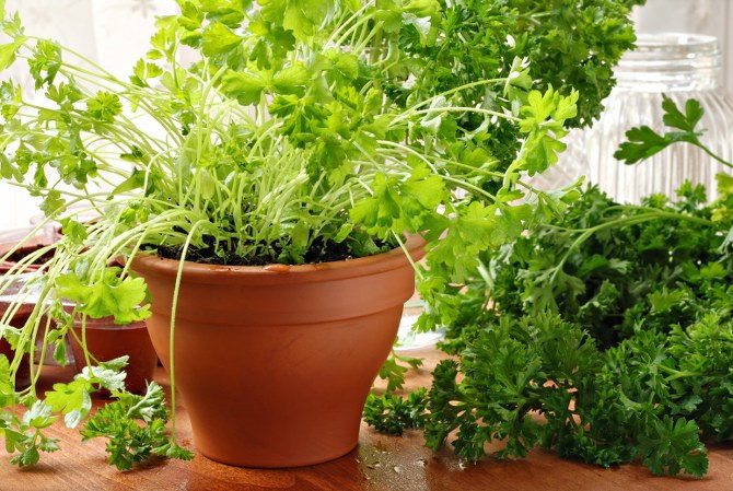 parsley pot