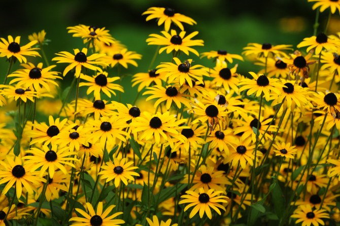 planting Black-eyed Susan