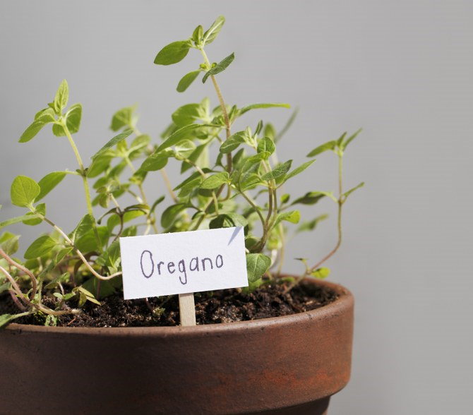 oregano plant