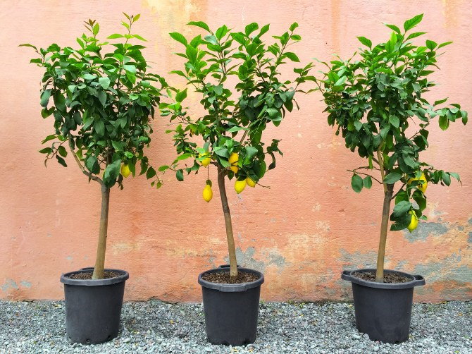 lemon tree care