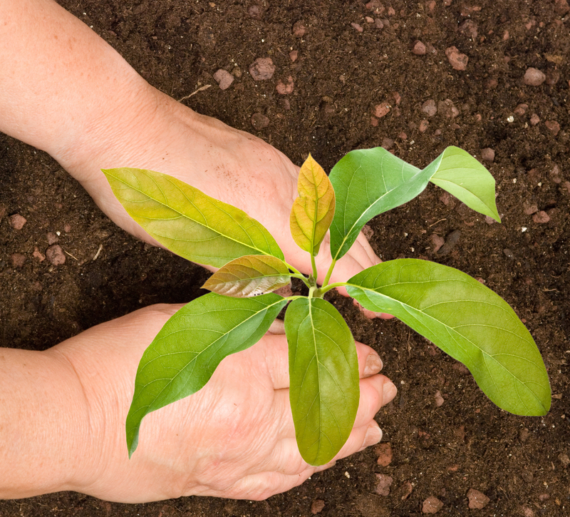 garden landscaping