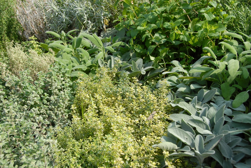 lawn care lawn maintenance