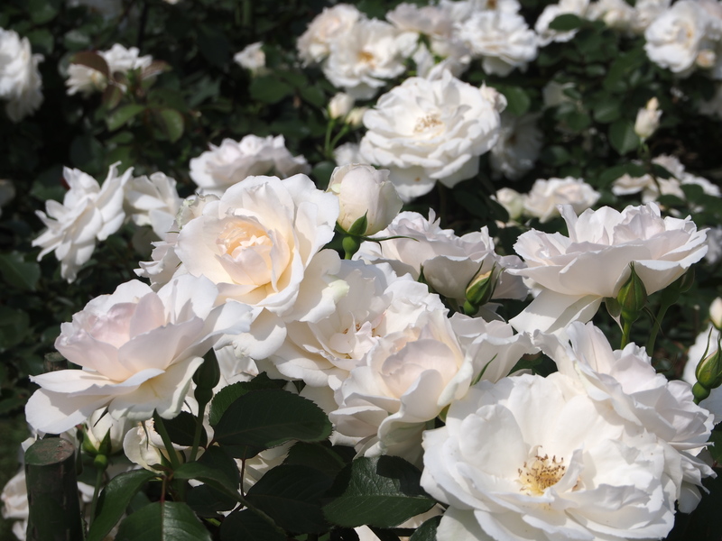 garden care garden
