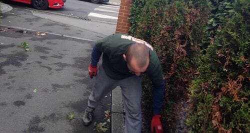 Bond Street shrubs pruning W1