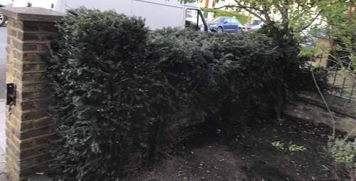 Holborn shrubs pruning WC2