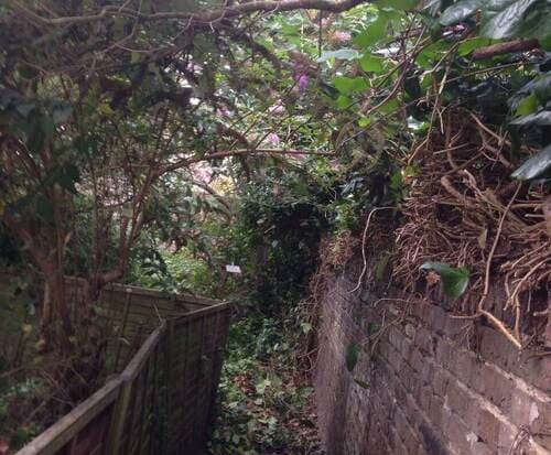 Manor House shrubs pruning N4