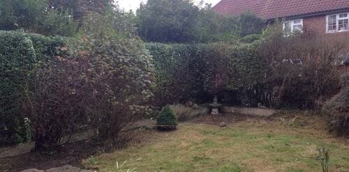 Mitcham shrubs pruning CR4